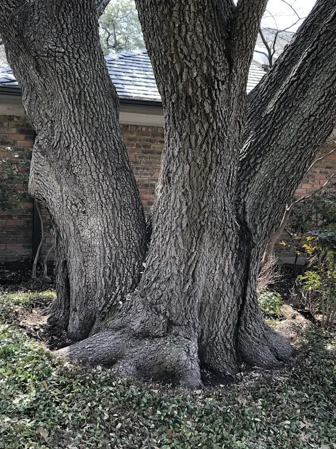 Mature heritage tree close to a Country Club Hills property cared for by certified arborists